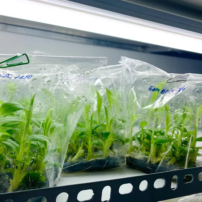 Chuối Var Cấy Mô