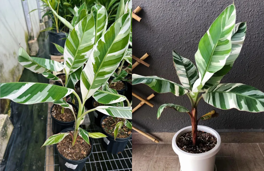 Ưu điểm vượt trội của cây chuối var cấy mô