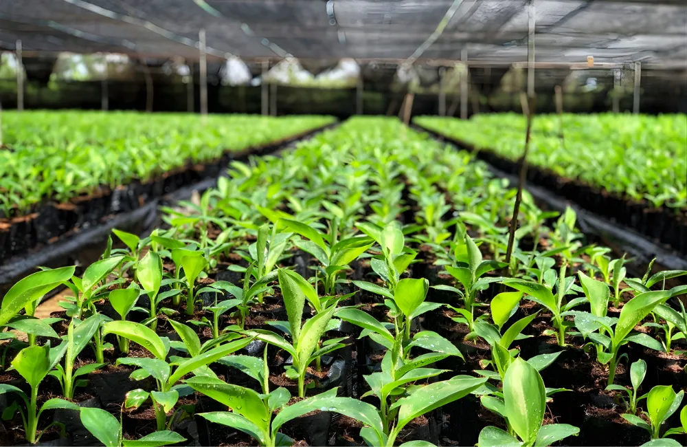 Hướng dẫn trồng và chăm sóc chuối var cấy mô