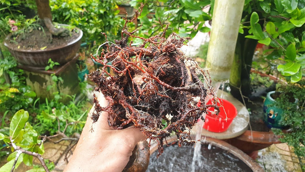 Phát hiện tuyến trùng kịp lúc sẽ giúp phòng ngừa lây lan toàn vườn