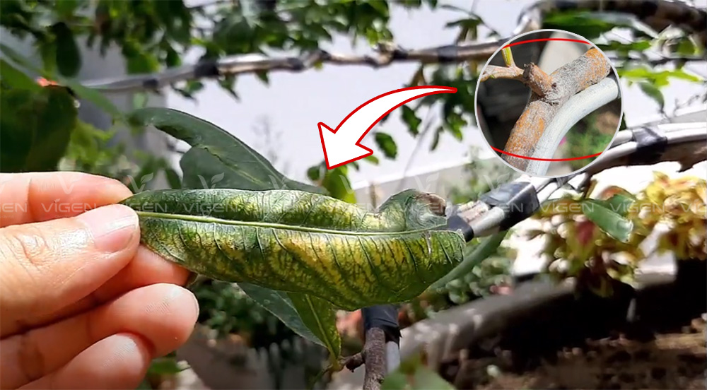 Dấu hiệu nấm hồng: thân phủ tơ hồng, lá dần vàng và rụng