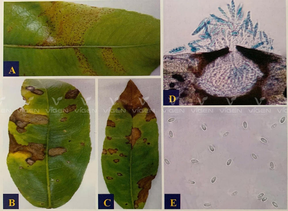 Minh họa dấu hiệu trên lá và bào tử nấm: A, B và C là triệu chứng trên lá; D là Ổ nang chứa bào tử nang; E là bào tử nang