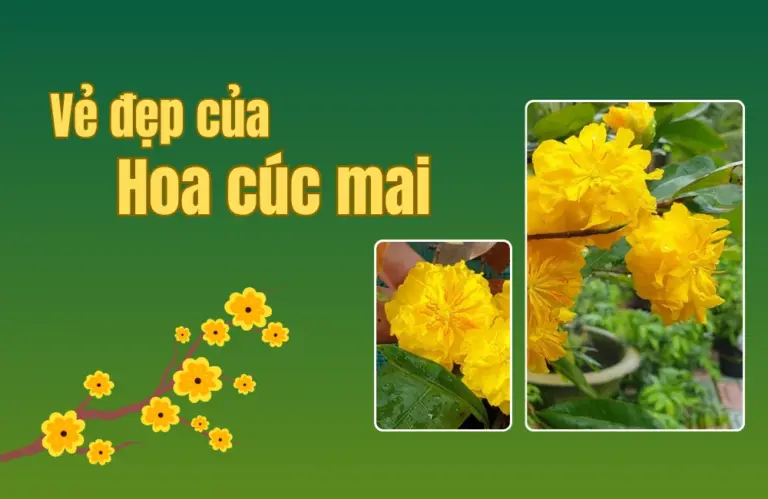 Hoa cúc mai – Viên ngọc vàng của Tết Việt