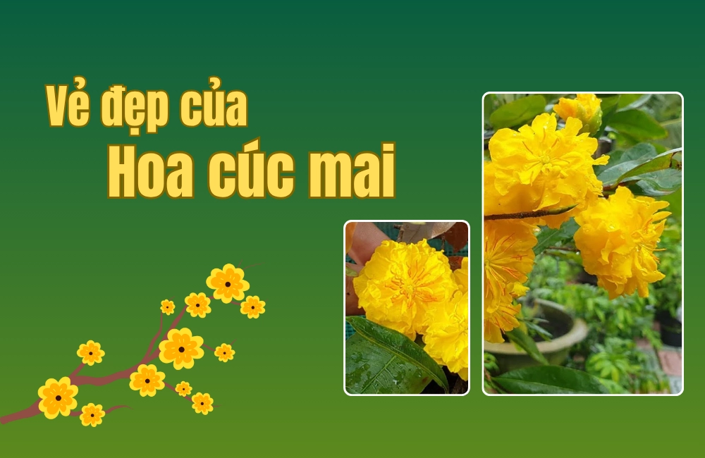 Hoa cúc mai vàng nở chùm thanh lịch, đại diện cho vẻ đẹp của các giống mai cúc như mai cúc hoàng huyết long và mai cúc phượng hoàng