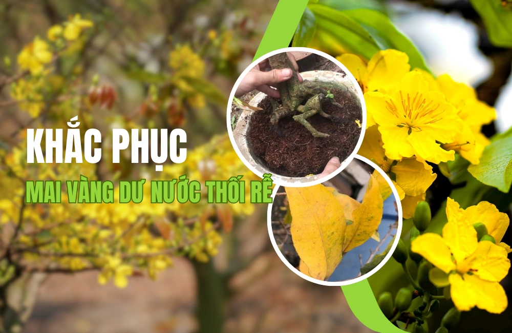 Khắc phục cây mai vàng bị dư nước thối — Rễ hư và lá vàng rụng, minh họa quy trình 8 bước khắc phục úng ngập