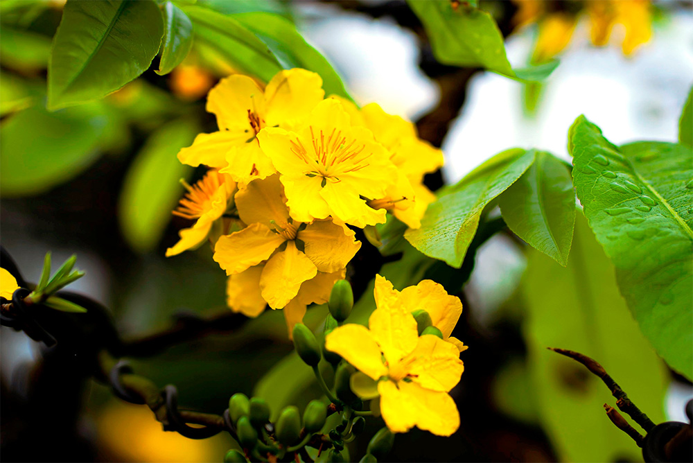 Mai vàng không chỉ để ngắm, mà còn để cảm và để kể.