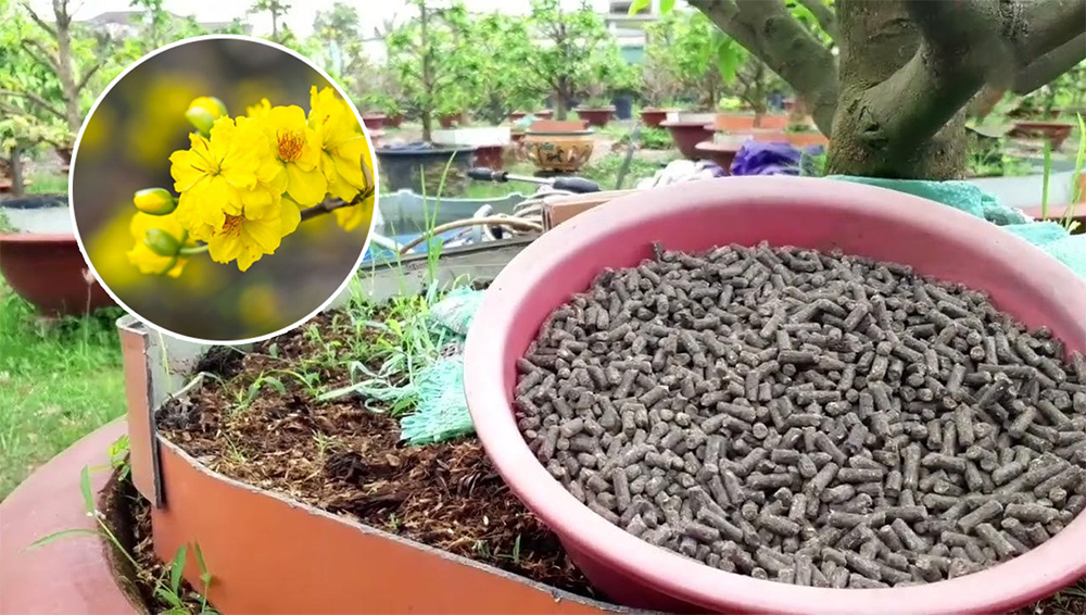 Xen kẽ phân hữu cơ và vô cơ để đất tơi xốp, cây hấp thu tốt, phát triển cân đối