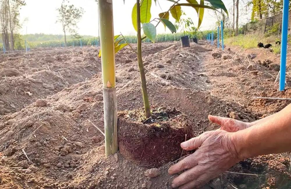 kỹ thuật trồng sầu riêng theo giai đoạn