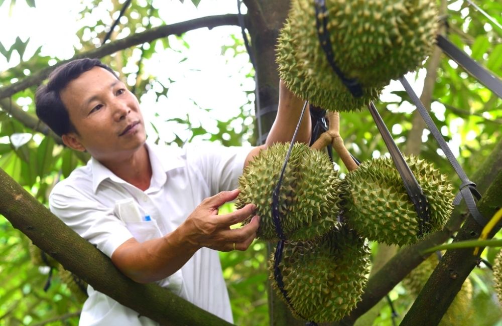 Kỹ thuật chăm sóc sầu riêng kiến thiết