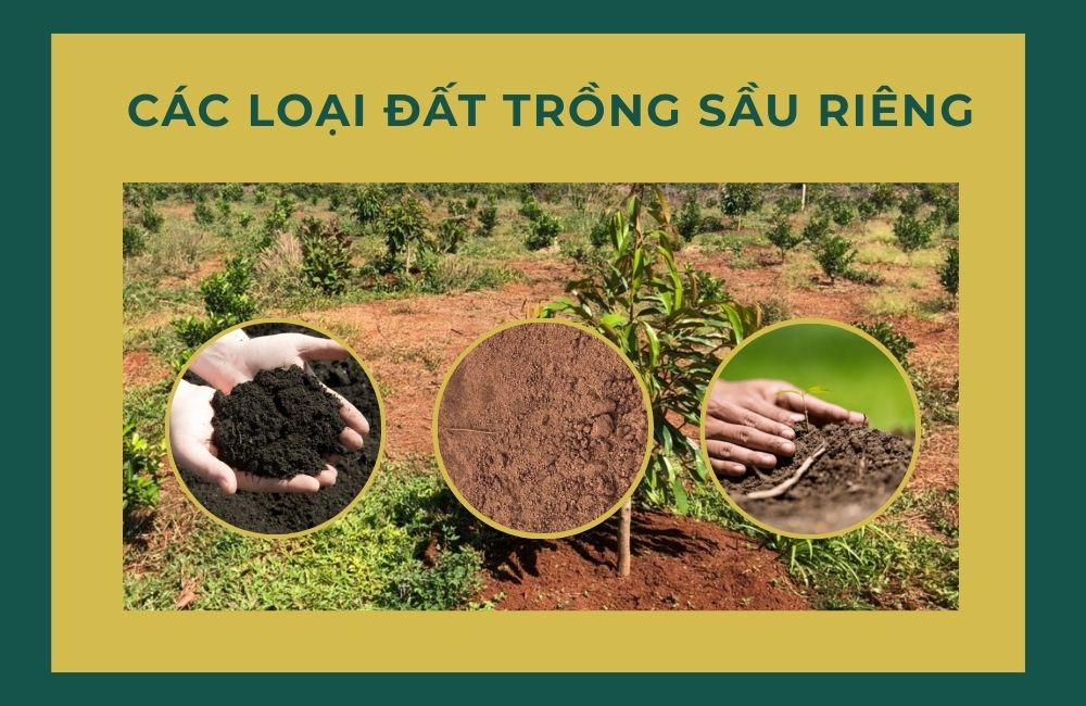 các loại đất trồng sầu riêng