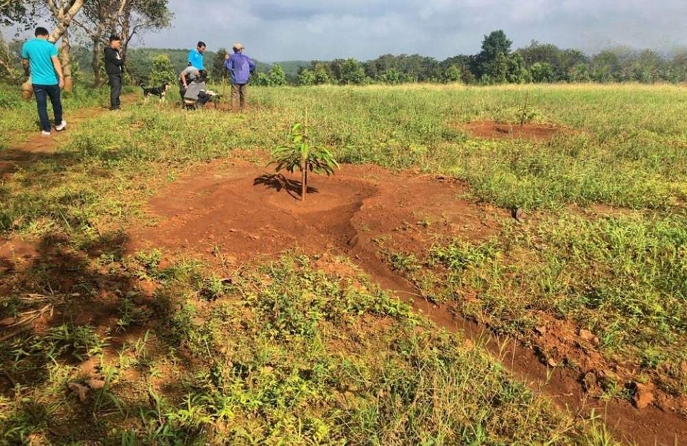 thoát nước cho vườn sầu riêng