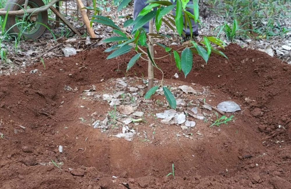 Phân bón cho cây sầu riêng