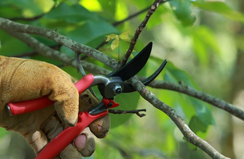 phòng bệnh cho sầu riêng đúng cách