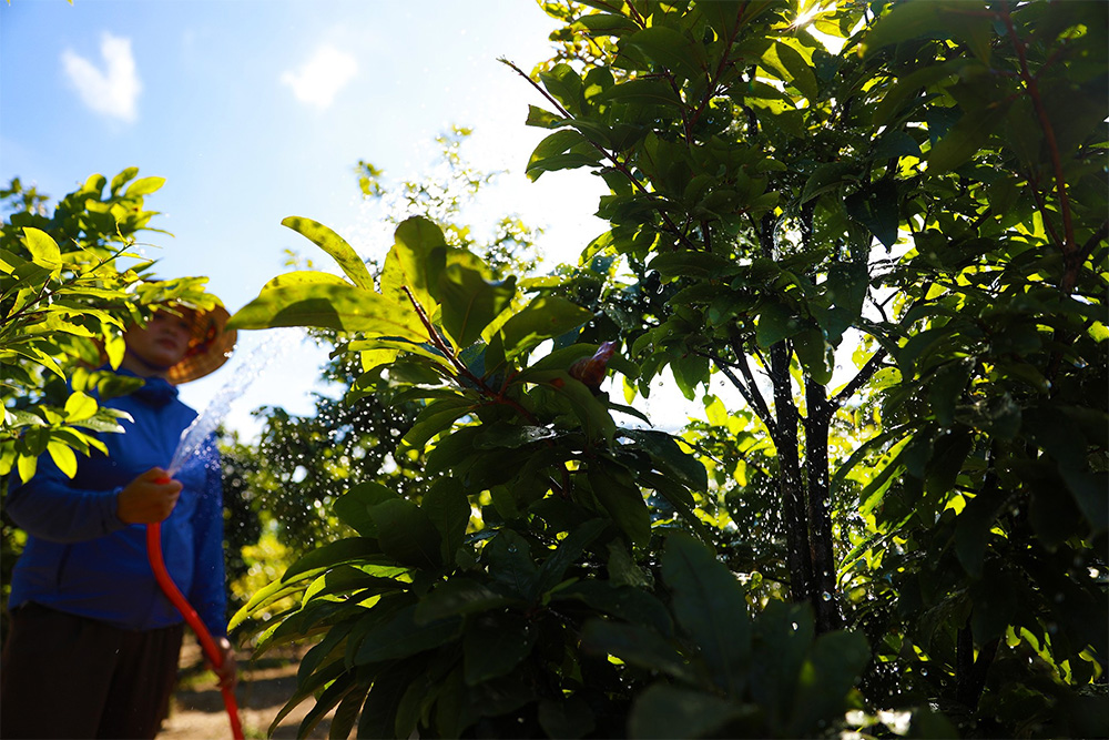 Nên tận dụng nguồn nước thiên nhiên, tránh sử dụng nước máy để tưới cây mai