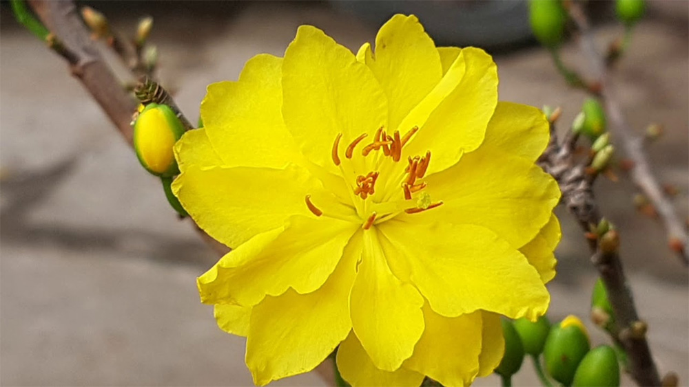 Không chỉ đẹp dáng, mai Huỳnh Tỷ còn giữ hồn quê trong từng cánh vàng