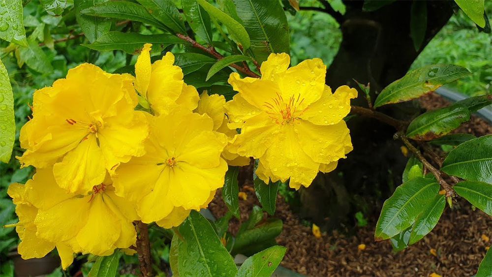 Khi thiên nhiên phóng đại vẻ đẹp của hoa mai