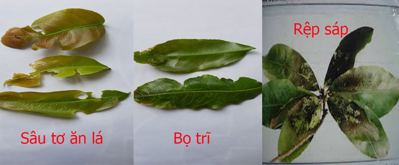 Nhận biết các loại sâu hại thông qua lá mai để có phương án xử lý phù hợp