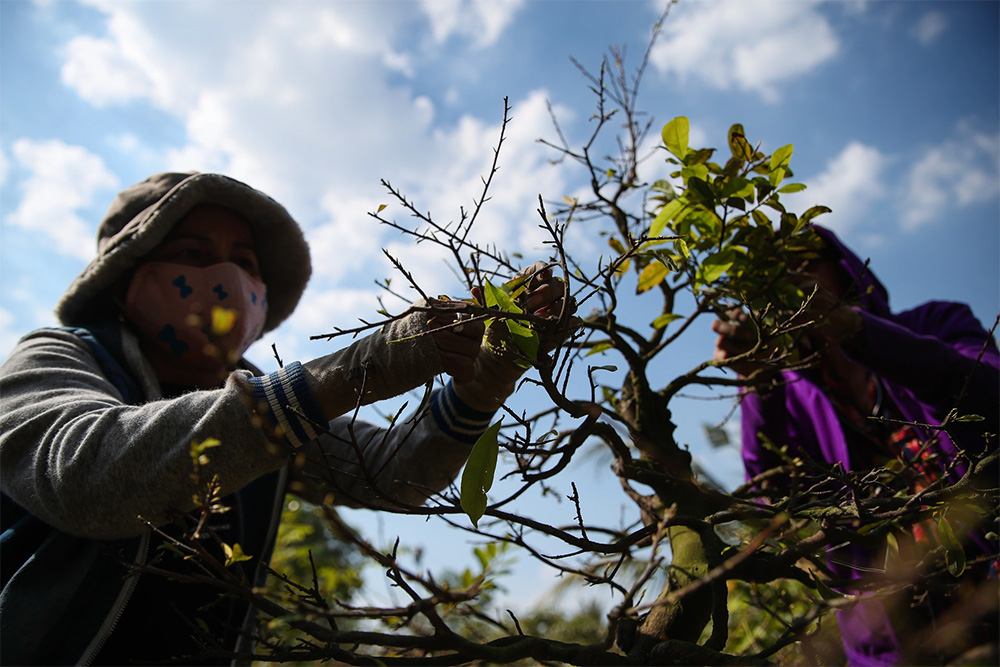Siết nụ, lặt lá đúng lúc chính là chìa khóa để hoa mai nở đều