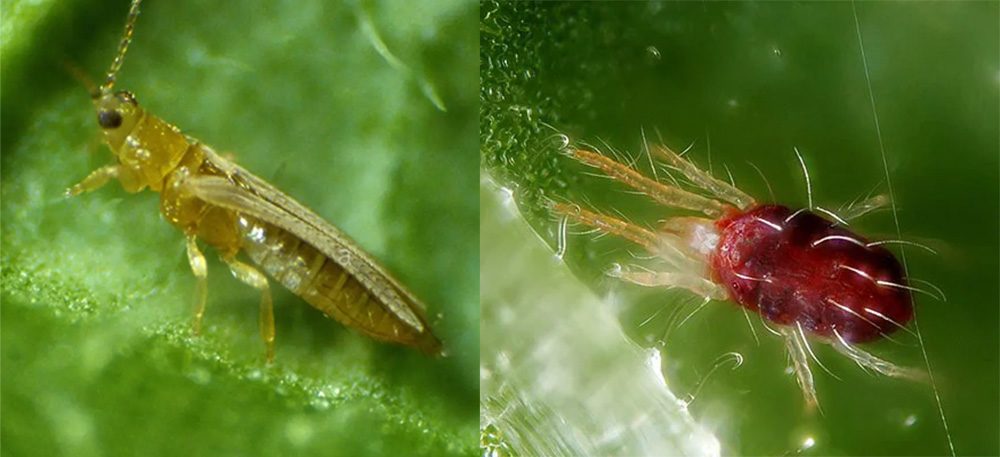 Nhện đỏ & bọ trĩ nhỏ bé nhưng gây hại khủng khiếp cho mai