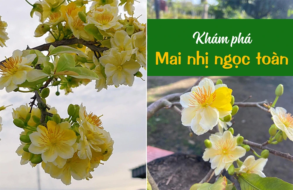 Mai vàng Nhị Ngọc Toàn – giống mai đột biến tự nhiên từ mai truyền thống, có khả năng sinh trưởng mạnh, thích nghi tốt với khí hậu nhiệt đới Việt Nam