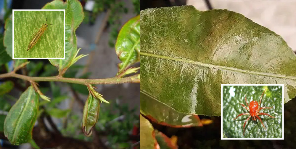 Tác hại của bọ trĩ (trái) và nhện đỏ (phải) khi quan sát bằng mắt thường