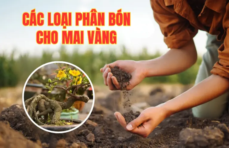 Các loại phân bón cho cây mai vàng