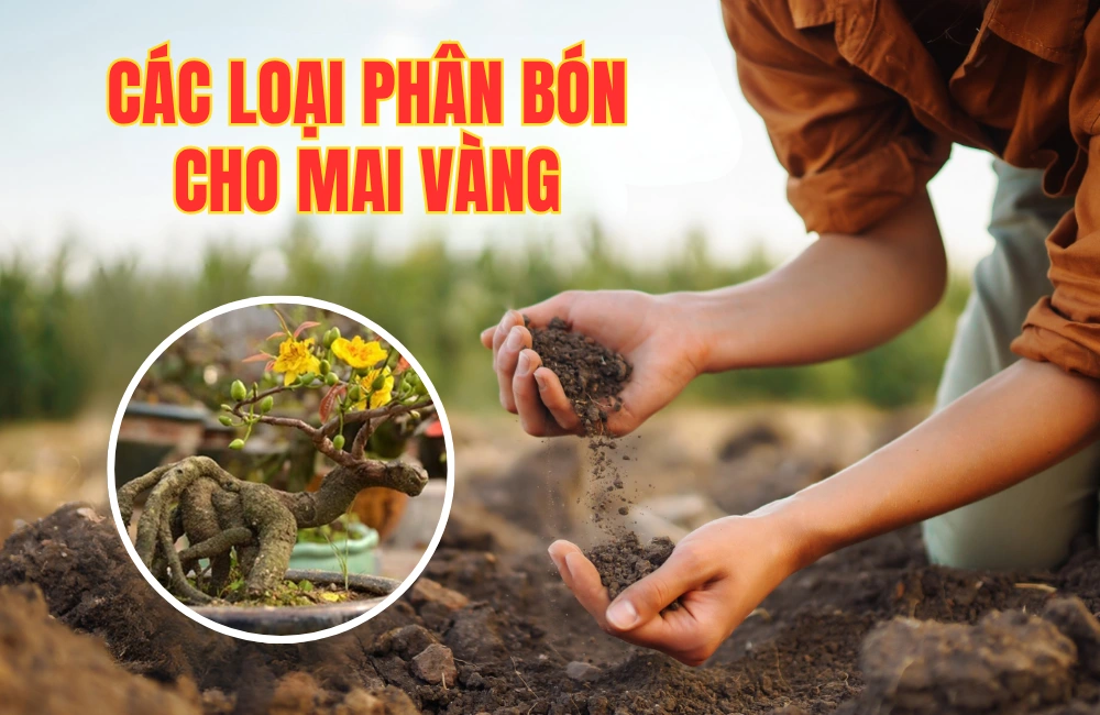 Các loại phân bón cho cây mai vàng được ViGen giới thiệu để chăm sóc cây mai vàng nở rực rỡ dịp Tết