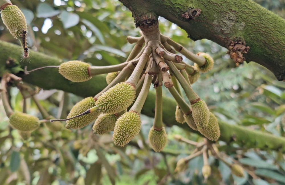 phân bón cho cây sầu riêng giai đoạn sinh trưởng