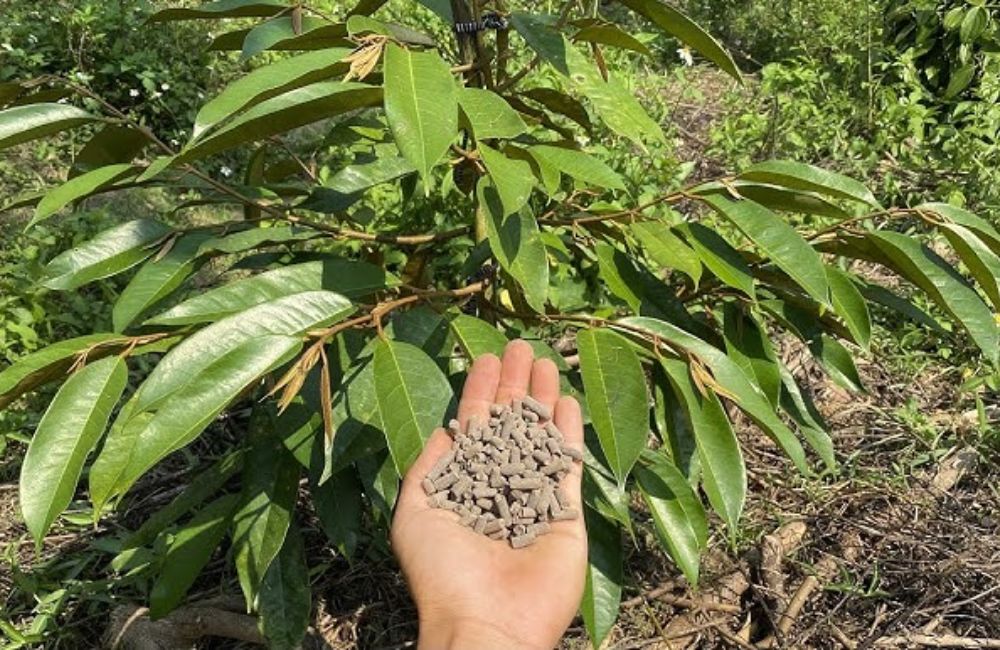 Phân bón cho sầu riêng sau thu hoạch