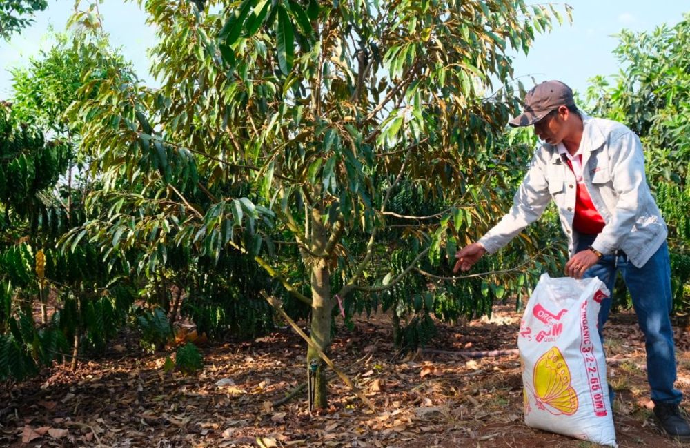 phân bón nào chuyên dùng cho cây sầu riêng