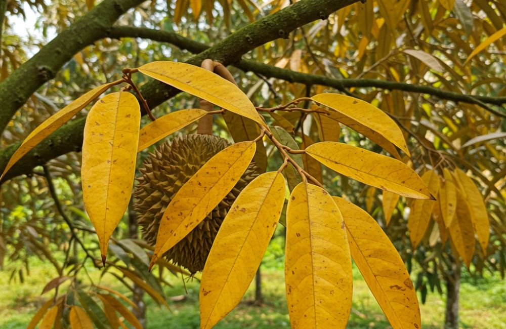 xử lý hiện tượng vàng lá cây sầu riêng