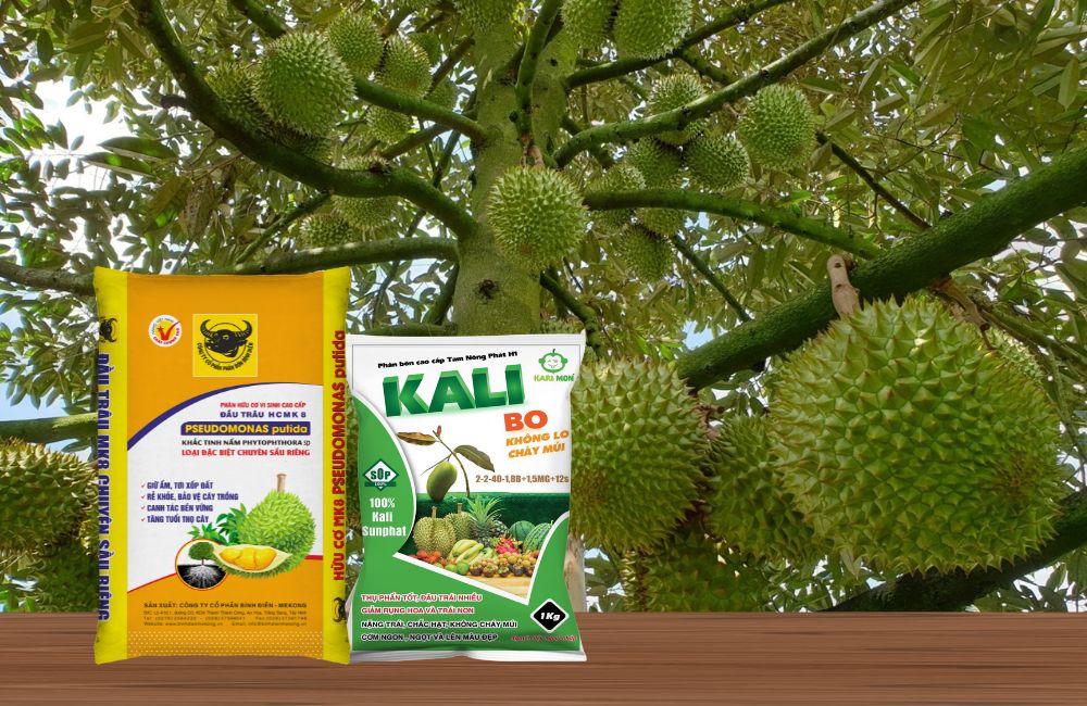Phân kali cho sầu riêng