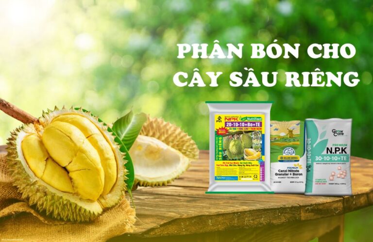 Chọn phân bón cho cây sầu riêng, bón sao để năng suất cao?