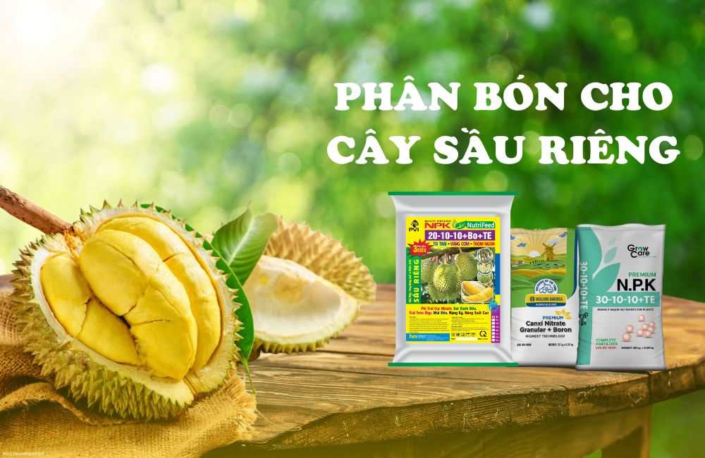 phân bón cho cây sầu riêng