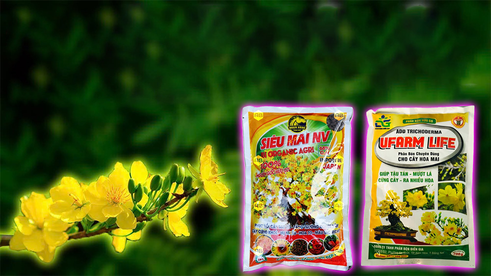 Bón phân hữu cơ giúp dinh dưỡng bền vững, đất tơi xốp, mai vàng khỏe mạnh