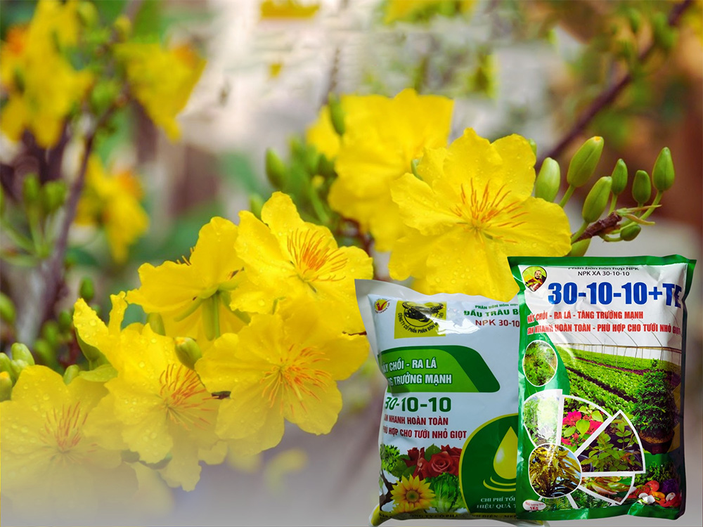 Phân NPK là giải pháp toàn diện cho mai vàng ở mọi giai đoạn