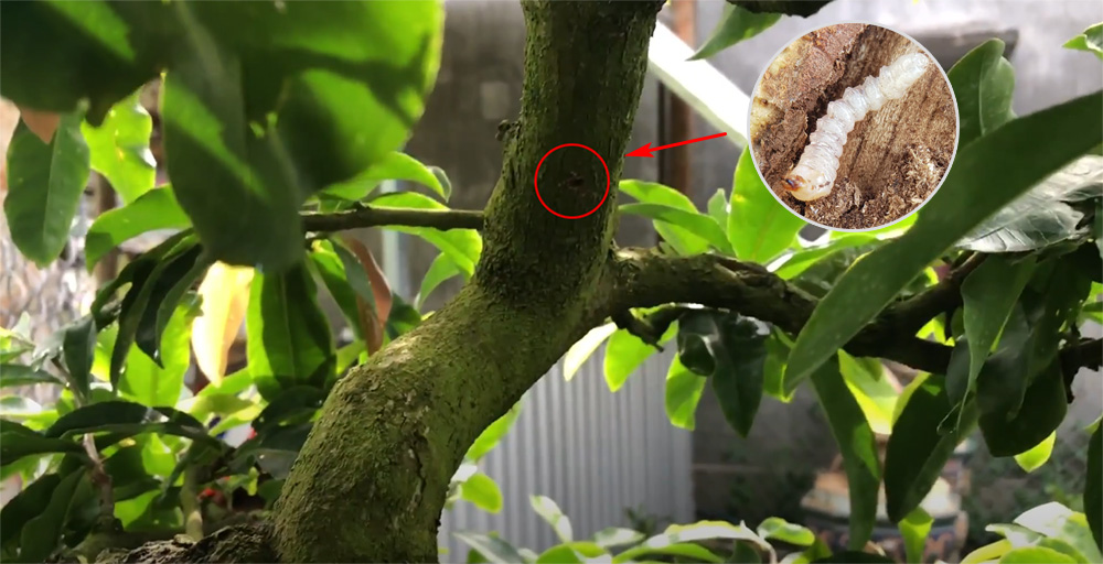 Lỗ nhỏ và mùn cưa trên thân – Dấu hiệu sâu đục thân mai vàng