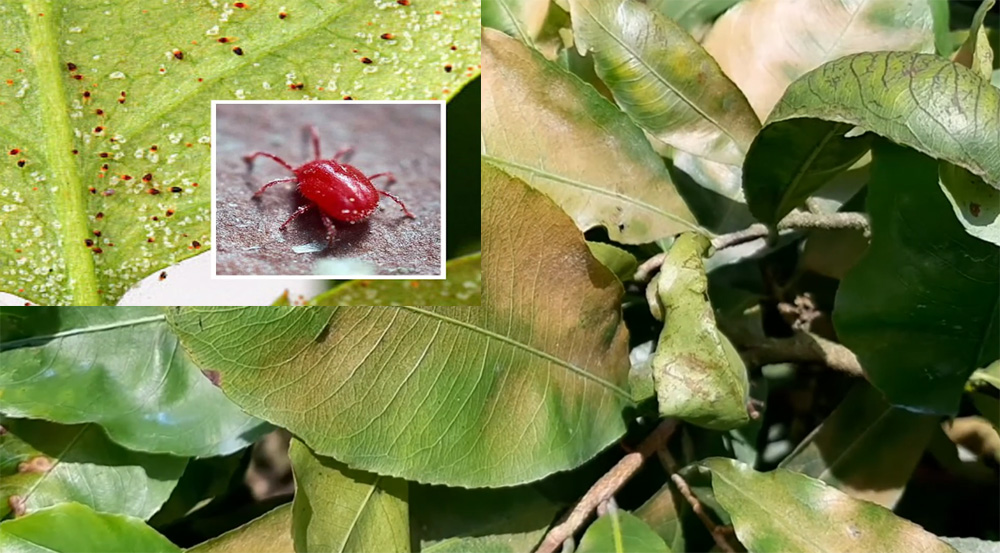 Nhện đỏ – kẻ phá hoại thầm lặng trên cây mai