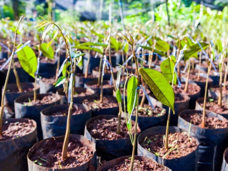 sầu riêng cấy mô