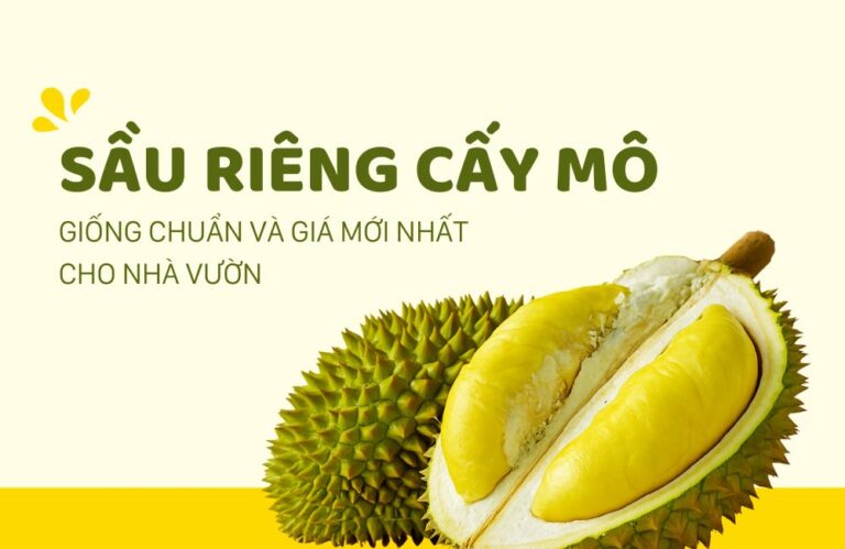 Sầu riêng cấy mô giống, giá cả và kỹ thuật trồng chi tiết cho nhà vườn