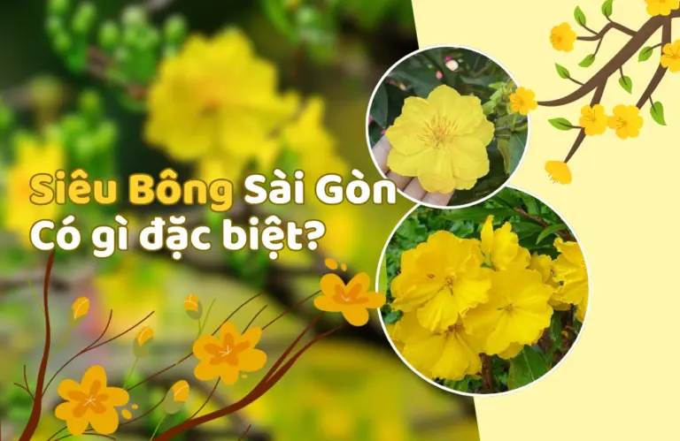 Siêu bông Sài Gòn – Giống mai vàng đột biến với hoa to đẹp và bí quyết chăm sóc từ ViGen
