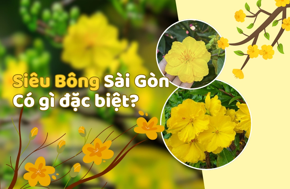 Cận cảnh bông mai vàng siêu bông Sài Gòn to tròn, nhiều cánh xếp đều như kiệt tác nghệ thuật, biểu tượng của giống mai đột biến nổi bật miền Nam