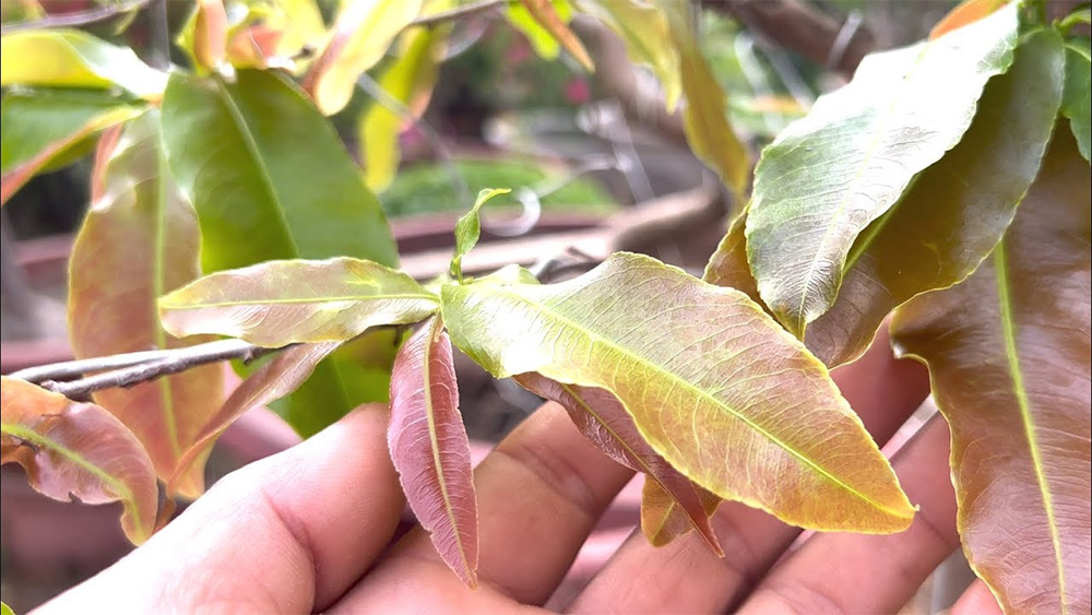 Phát hiện nấm bệnh và chăm sóc kịp thời để cây mai có thể phát triển tốt