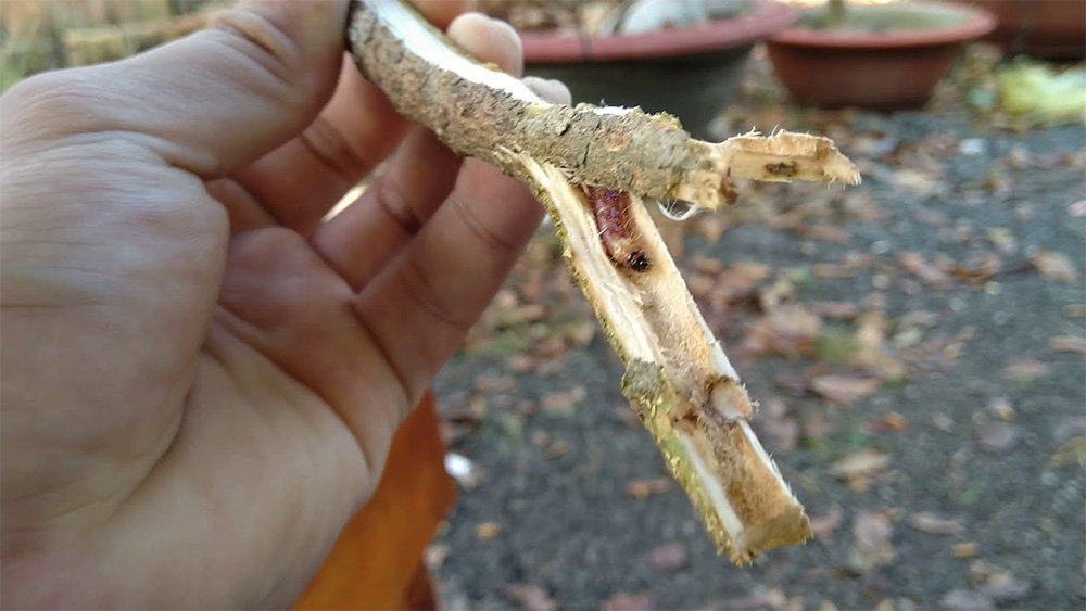 Không xử lý kịp, sâu đục thân có thể giết chết cả cây mai