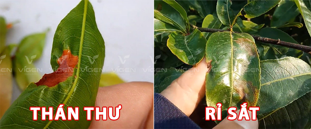 Phân biệt bệnh thán thư và rỉ sắt trên cây mai để có hướng xử lý phù hợp