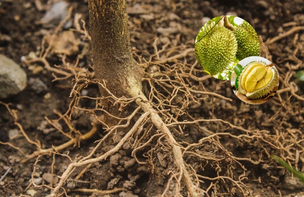 Thuốc trị thối rễ sầu riêng