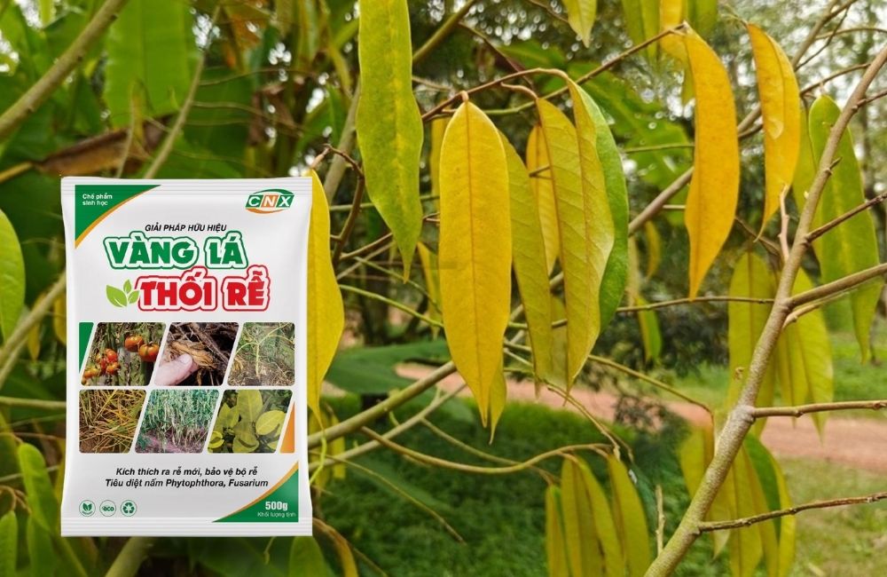 Thuốc đặc trị vàng lá thối rễ sầu riêng