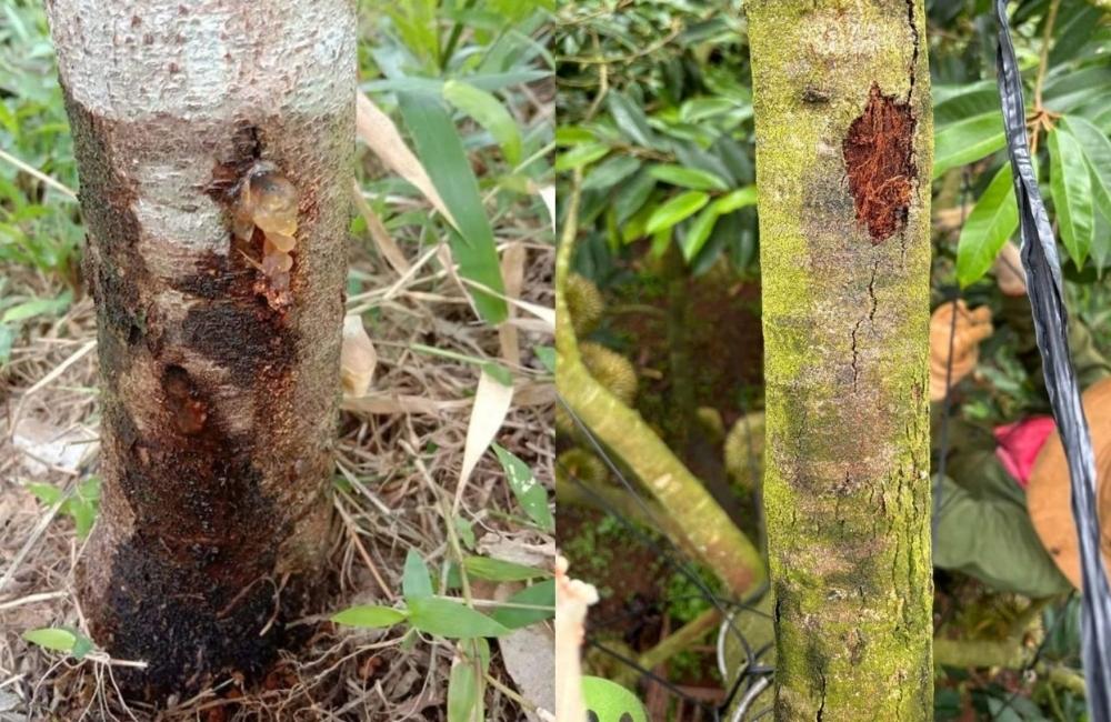 Thuốc trị bệnh xì mủ trên sầu riêng