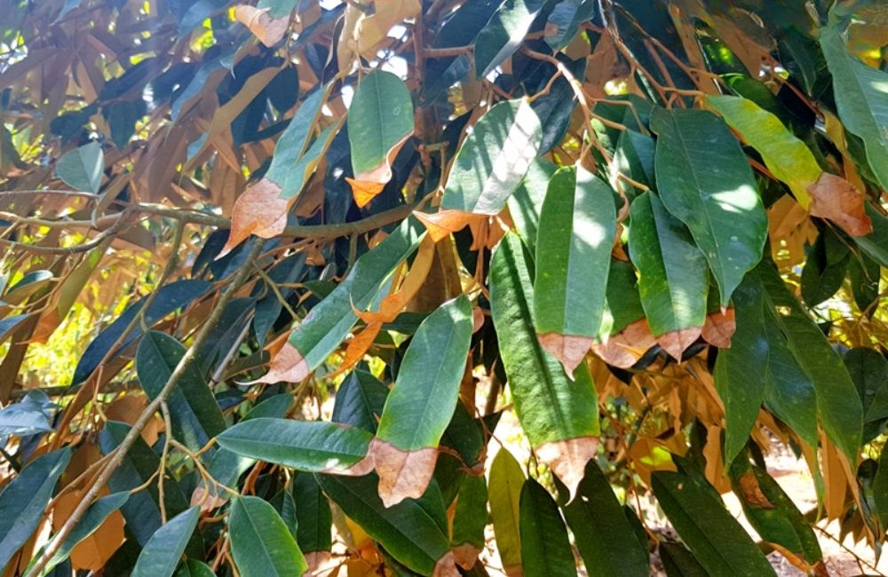 Thuốc trị bệnh lá sầu riêng