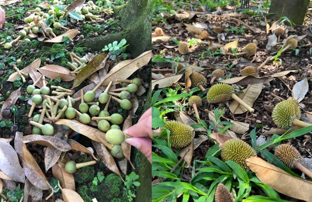 thuốc trị rụng hoa cho cây sầu riêng